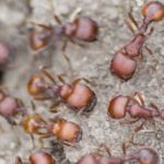 red-harvester-ant-colony